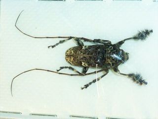 Very Rare Cerambycidae Laziopezus Variegator Male Cameroon