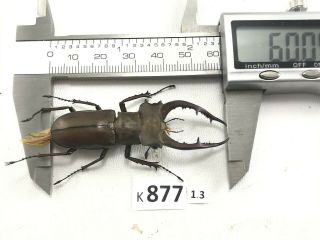K877 Unmounted Beetle Insect Lucanus Luci Vietnam Central