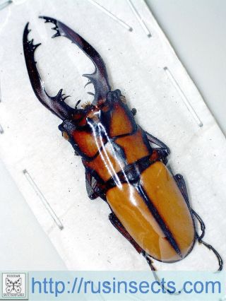 Lucanidae Prosopocoilus (metopodontus) Kannegieteri W Malaysia (pahang) Male