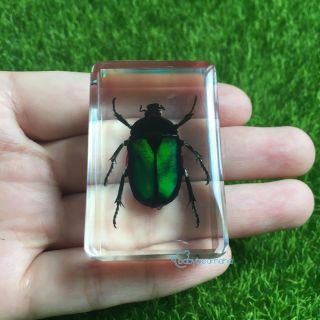 Insect Specimen - Real Resin Black Stripe Green Rose Chafer Beetle 45x30x25 Mm