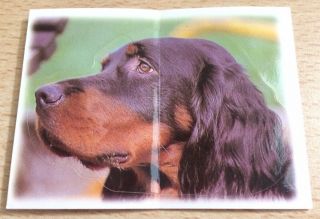 Rare Gordon Setter Dog Card Sticker Card Spain 1997