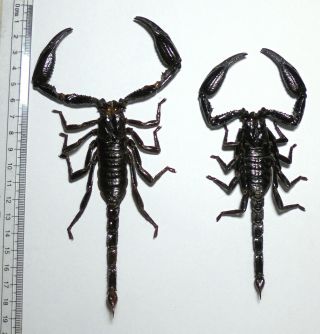 Arachnida.  2 Scorpions From Mt.  Bawang.  West Kalimantan.  (10)