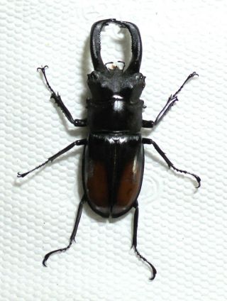 Lucanidae.  Hexarthrius Parryi Elongatus.  (8)