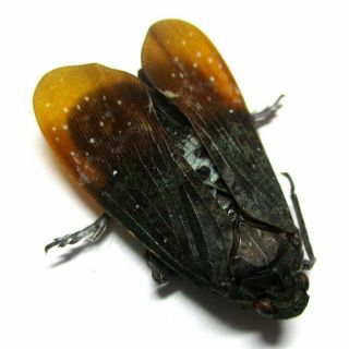 035 Fulgoridae: Penthicodes Species? 26mm