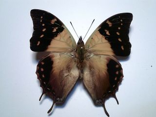 Real Butterfly/insect/moth Set/spread B4873 Rare Charaxes Cowina 7 Cm Madagascar