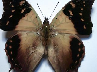 Real Butterfly/Insect/Moth Set/Spread B4873 Rare Charaxes cowina 7 cm Madagascar 2