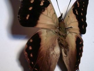 Real Butterfly/Insect/Moth Set/Spread B4873 Rare Charaxes cowina 7 cm Madagascar 3
