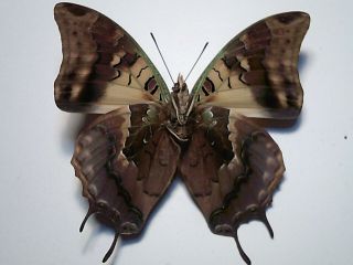 Real Butterfly/Insect/Moth Set/Spread B4873 Rare Charaxes cowina 7 cm Madagascar 4