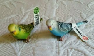 Schiellch Parakeets