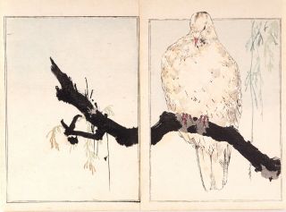 Authentic 19th Century Watanabe Seitei (shotei) Woodblock Print Exquisite