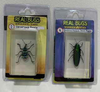 Deagostini Real Bugs Collect - A - Case Curculinoid & Jewel Beetles 2 Mega