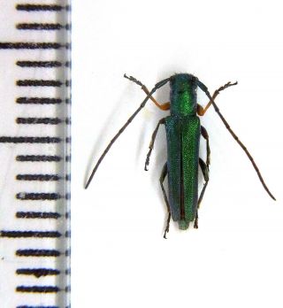 Cerambycidae Phytoecia (phytoecia) Caerulea Caerulea Se Azerbaijan Talysh Mts.