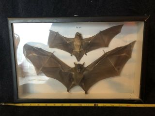 Taxidermy Bat Framed