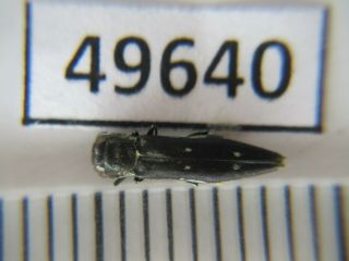 49640.  Buprestidae: Chrysochroa Sp?.  Vietnam Central.  Thanh Hoa