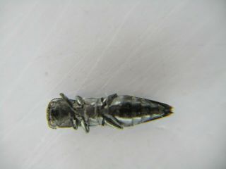 49640.  Buprestidae: Chrysochroa sp?.  Vietnam Central.  Thanh Hoa 2
