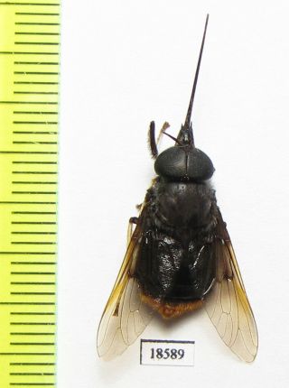 Diptera Sp. ,  Panama