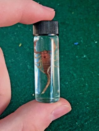 C Taxidermy Entomology Black Scorpion Real Preserved Jar Wet Specimen Collctble