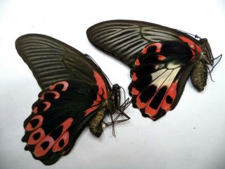 Unmounted Butterflies Papilio Romanzovia Pair.  Female White Spot Form.  Luzon