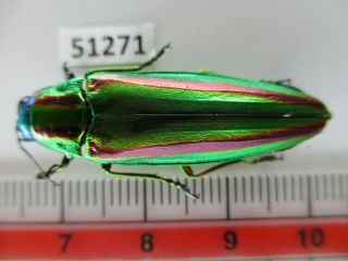 51271 Buprestidae,  Chrysochroa Sp?.  Vietnam North