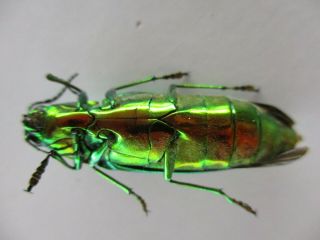 51271 Buprestidae,  Chrysochroa sp?.  Vietnam North 2