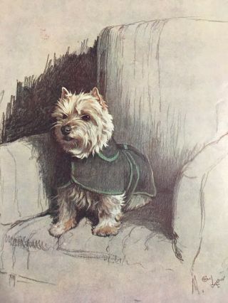 Vintage 1929 Cairn Terrier Dog In Christmas Frock Cecil Aldin Illustration