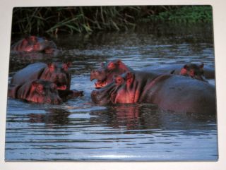Hippos Magnet Hippopotamus Fridge Realistic Wild Animals Water Swimming