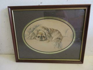 Old Picture Print Picture Pekingese Dog Framed