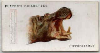African Hippopotamus 85,  Y/o Ad Trade Card