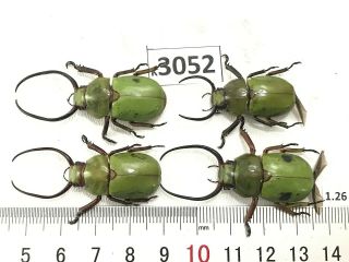 K3052 Unmounted Beetle Rutelinae Vietnam Central