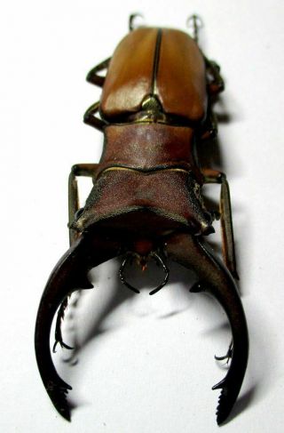 M003 Lucanidae: Cyclommatus Alagari Male 56mm