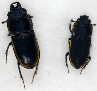 Scarabaeidae Lucanidae Pycnosiphorus Philippi A1 Unmounted 2x