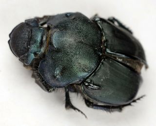Scarabaeinae Scarabaeidae Coleoptera From Formosa Onlyone Phanaeus Sulcophanaeus