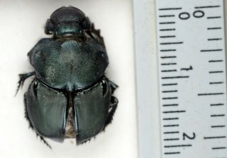 Scarabaeinae Scarabaeidae Coleoptera from Formosa ONLYONE Phanaeus Sulcophanaeus 2