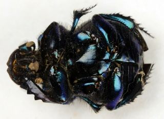 Scarabaeinae Scarabaeidae Coleoptera from Formosa ONLYONE Phanaeus Sulcophanaeus 3