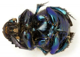 Scarabaeinae Scarabaeidae Coleoptera from Formosa ONLYONE Phanaeus Sulcophanaeus 4