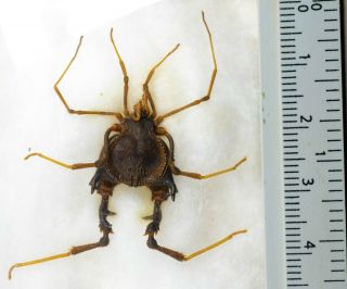 Opilion Sp A1 Unmounted Arachnidae Arachnida