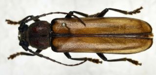 Cerambycidae Sp.  A1 From Bolivia Cerambycidae Prionidae