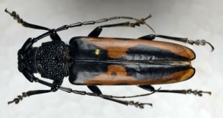 Poeciloxestia Melzeri A1 From Bolivia Cerambycidae Prionidae