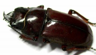 A001 Lucanidae: Prosopocoilus Julietae Male 23mm