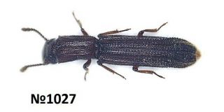Coleoptera Undetermined N.  Thailand 6mm