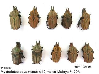 Mycteristes Squamosus X 10 Males - Malaya 100m From 1997 - 98 (or Similar)