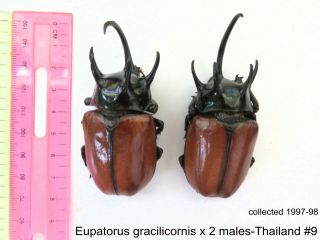 Eupatorus Gracilicornis X 2 Males - Thailand 9