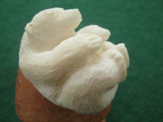 A Hand Carved Black Forest Style Bear Tagua Nut VEGETABLE Ivory 4