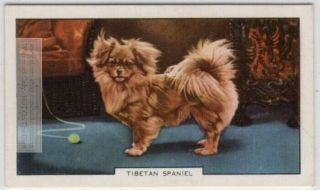 Tibetan Spaniel Dog Canine Pet 1930s Ad Trade Card