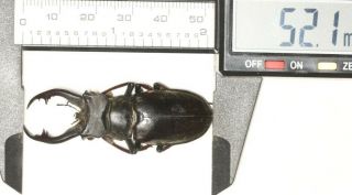 Lucanidae Lucanus Cheni 52.  1mm Tibet