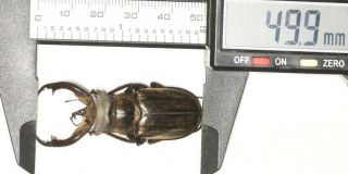 Lucanidae Lucanus Cheni 49.  9mm Tibet