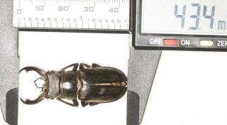 Lucanidae Lucanus Cheni 43.  4mm Tibet
