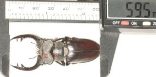 Beetle Lucanidae Lucanus Prossei 59.  5mm Yunnan