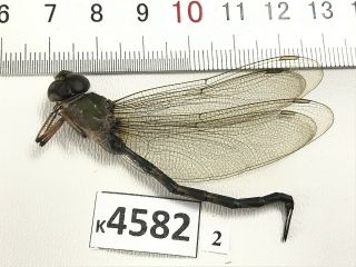 K4582 Unmounted Beetle Odonata Dragonfly Damselfy Vietnam Central