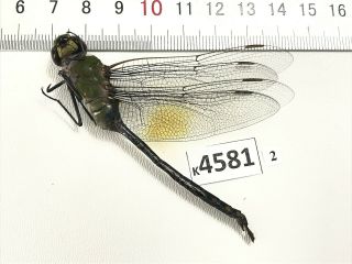 K4581 Unmounted Beetle Odonata Dragonfly Damselfy Vietnam Central